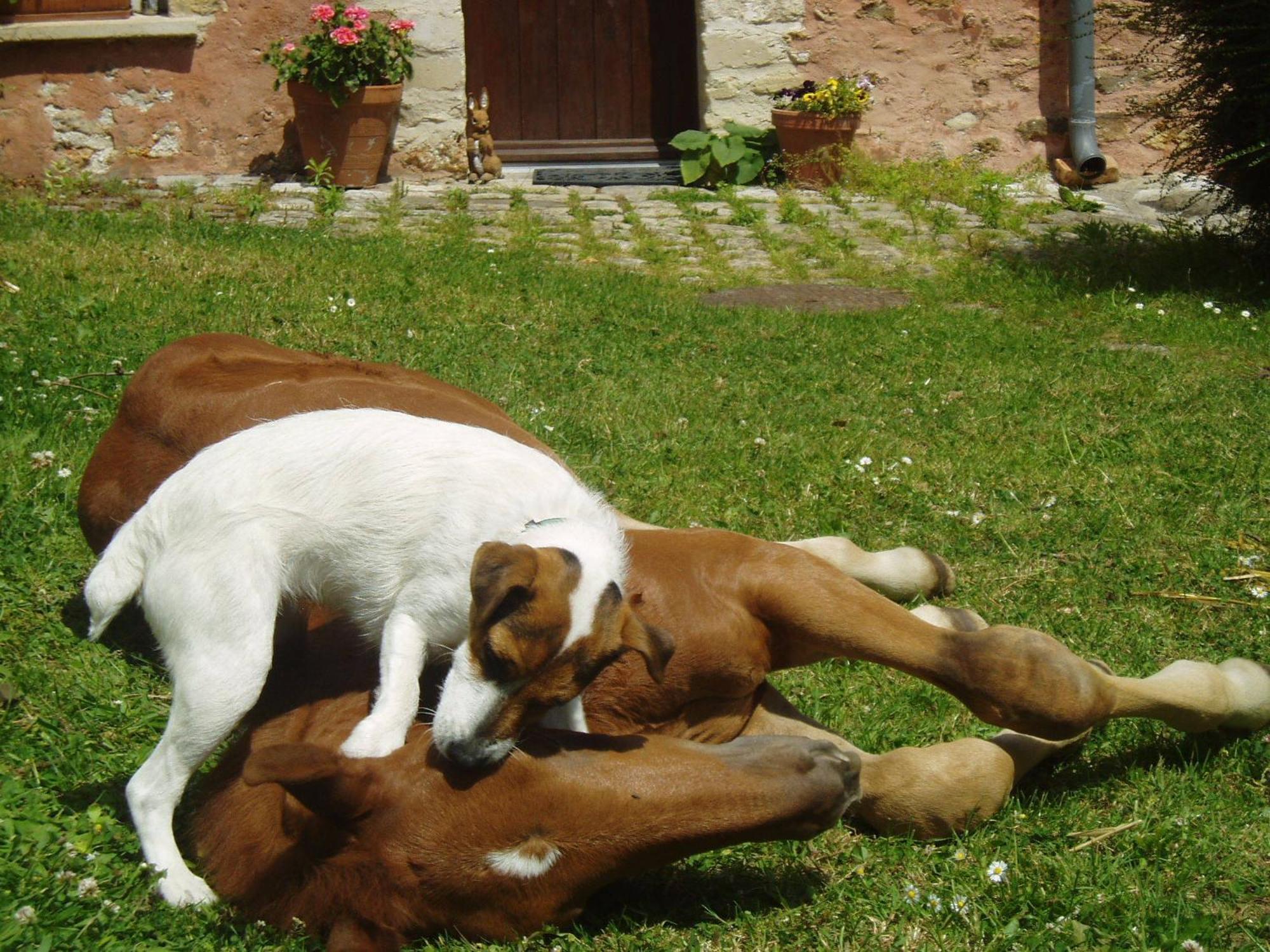 La Ferme Rose Bed and Breakfast Cergy Buitenkant foto